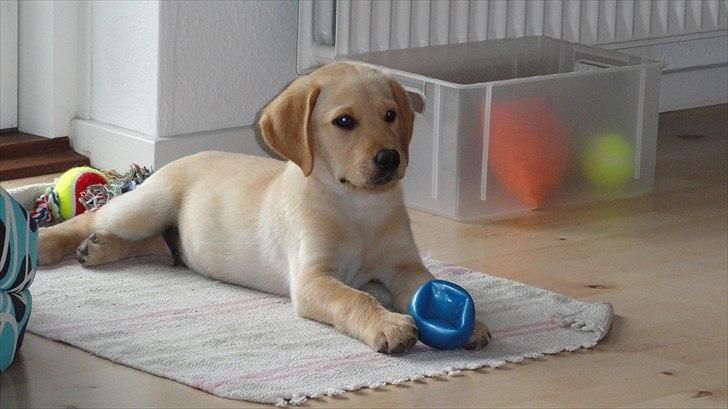 Labrador retriever Doozy billede 10