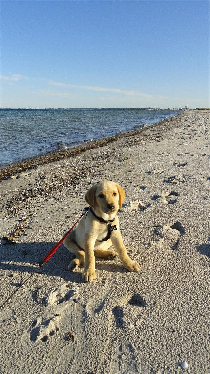 Labrador retriever Doozy billede 11