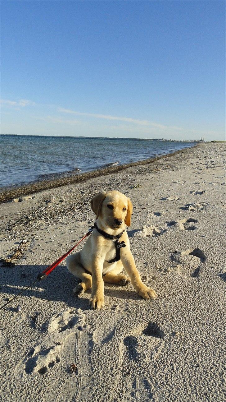 Labrador retriever Doozy billede 13