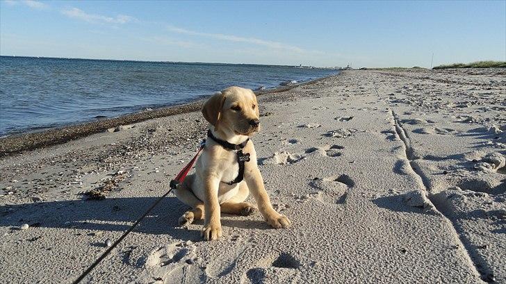 Labrador retriever Doozy billede 14