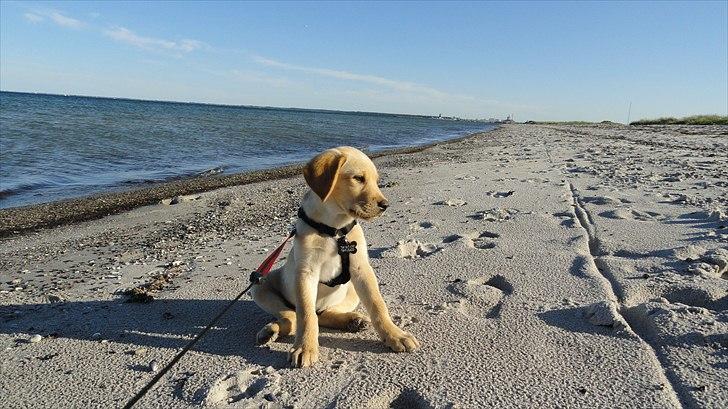 Labrador retriever Doozy billede 15