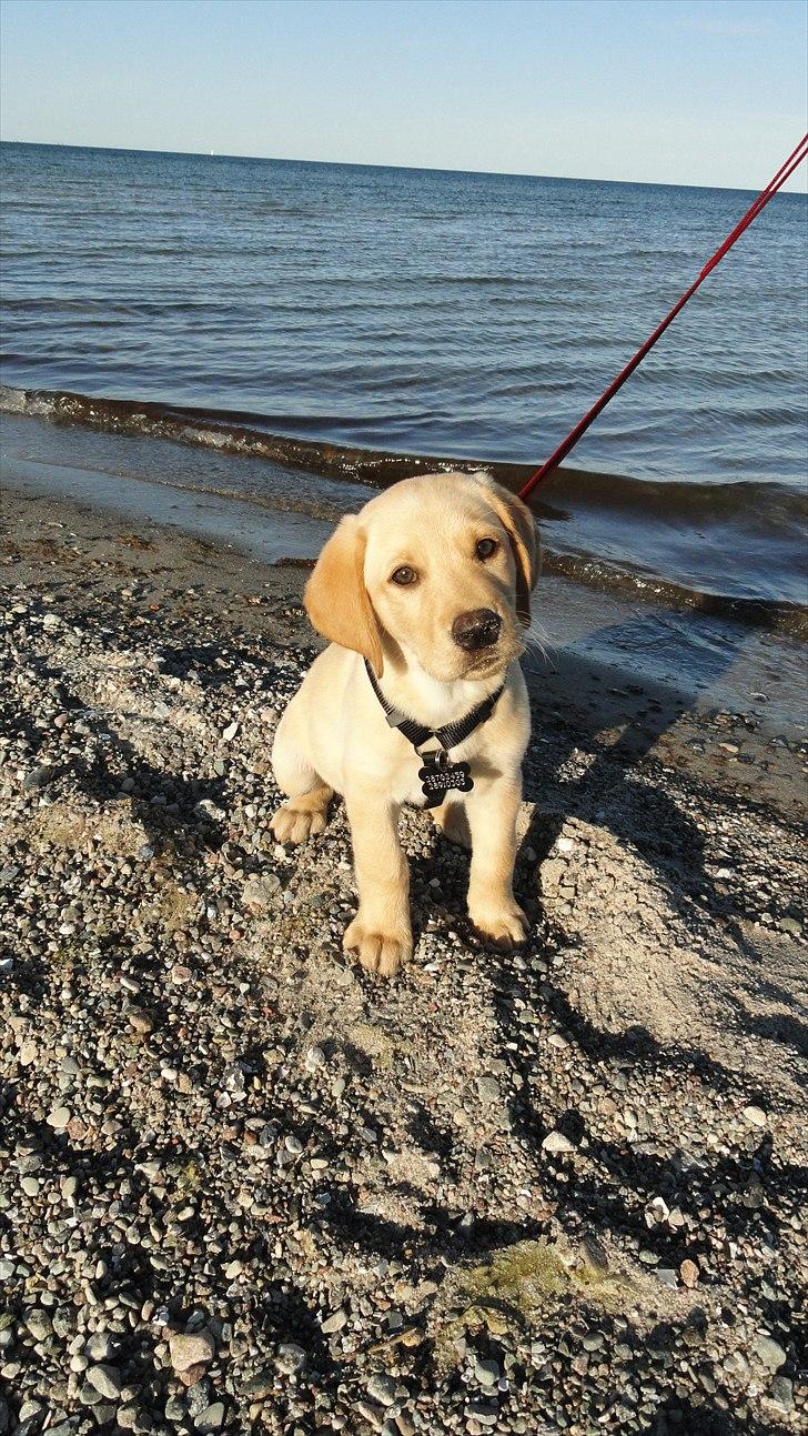 Labrador retriever Doozy billede 12
