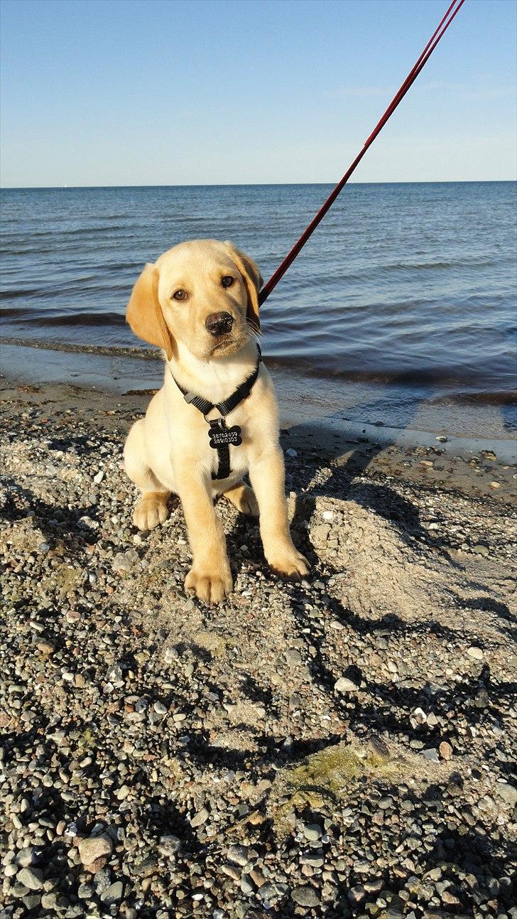 Labrador retriever Doozy billede 16