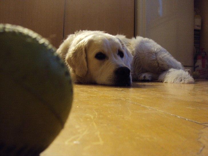 Golden retriever Mille billede 11