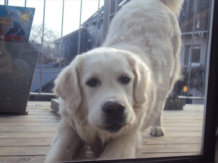 Golden retriever Mille billede 12