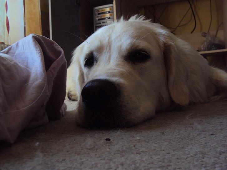 Golden retriever Mille billede 13