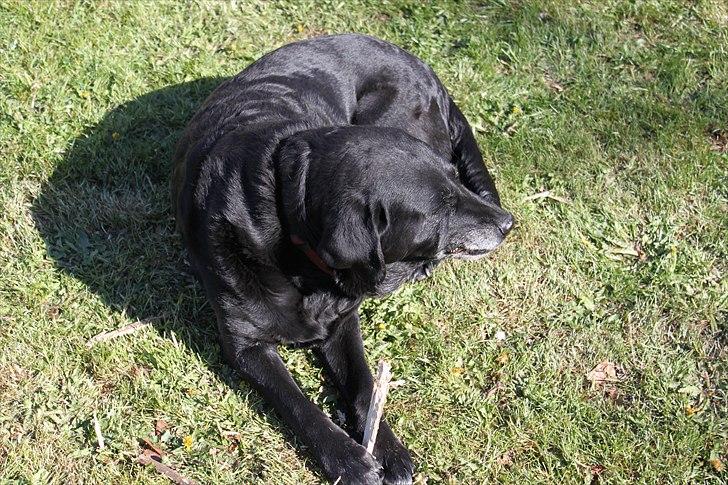 Labrador retriever Siggi - Sommer, sol, varme og min søde hund <3. billede 3