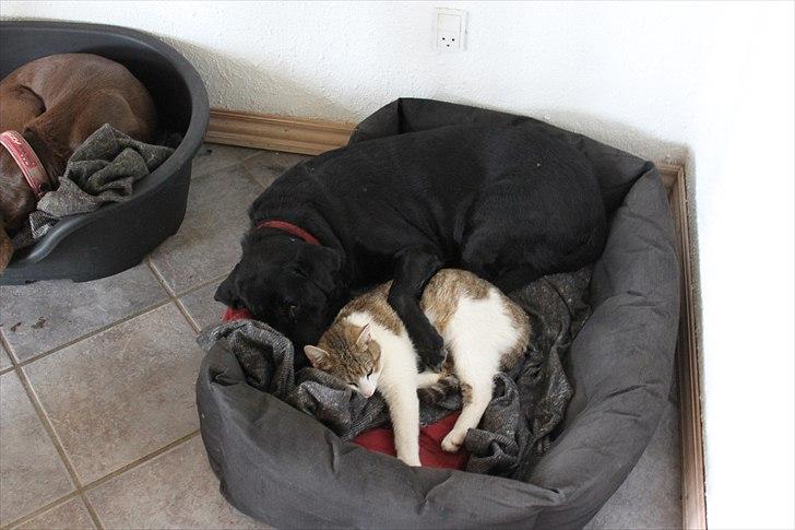 Labrador retriever Siggi - Siggi putter med katten Sofus!  billede 6