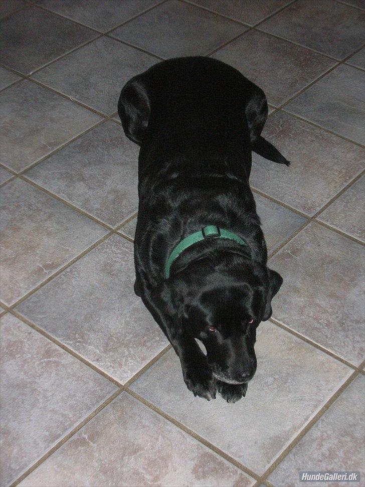 Labrador retriever Siggi - Årha.. Hvor hun nyder at der er gulvvarme! :-) billede 7