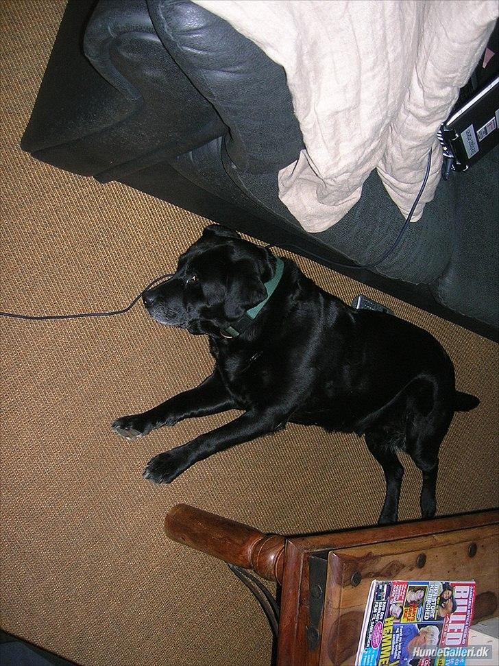 Labrador retriever Siggi - Den gamle flader bare helt ud på stue gulvet ...
 Taget engang i 2009 tror jeg :-). billede 8