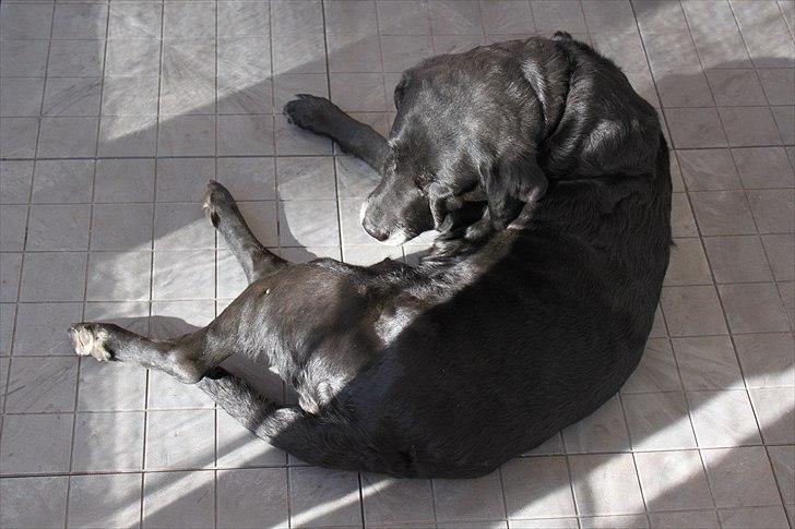 Labrador retriever Siggi - Min fantastiske hund, som her ligger og slapper af lige midt på gulvet til min konfirmation d. 8 maj 2011. <3 billede 10
