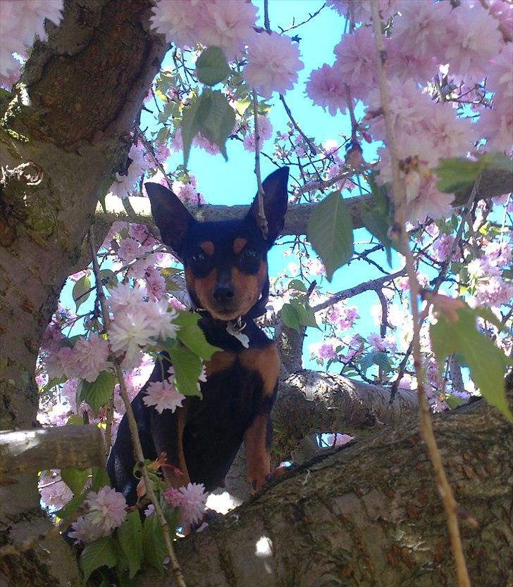 Dvaergpinscher Damgaards Licky Lady - Min hund i vores kirsebærtræ :P hehe billede 20