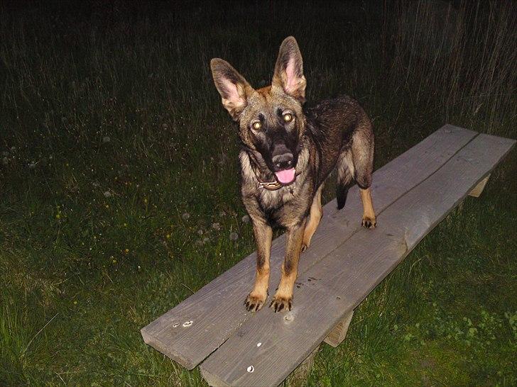 Schæferhund Nana - Her fandt hun lige en bænk at hoppe op på billede 7