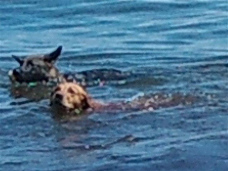 Schæferhund Nana - Dejlig dag på stranden billede 8