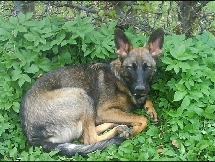 Schæferhund Nana - Hygge i haven billede 9