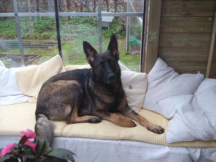 Schæferhund Nana - Hygge i udestuen og lige i solen billede 10