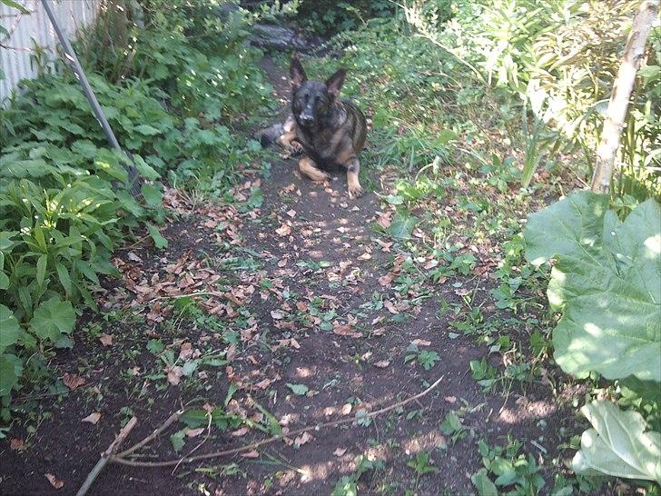 Schæferhund Nana - Hygge i haven billede 11