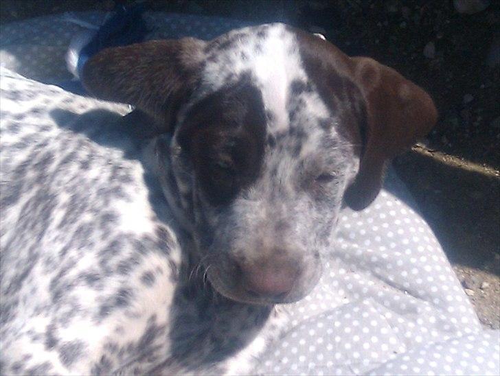 Blanding af racer Sonja  billede 2