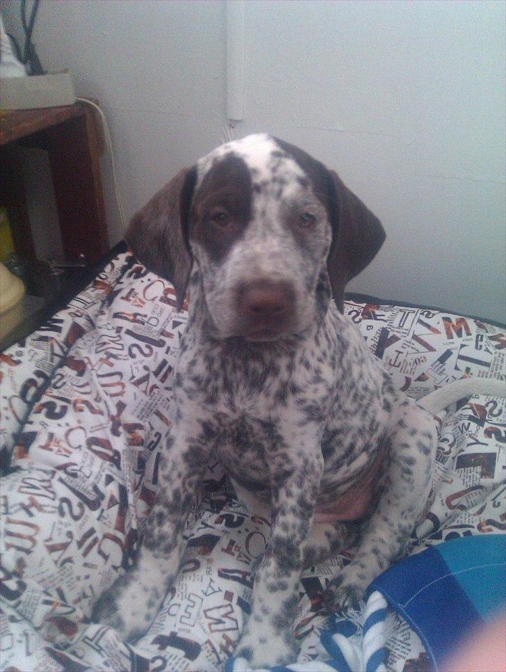 Blanding af racer Sonja  billede 3