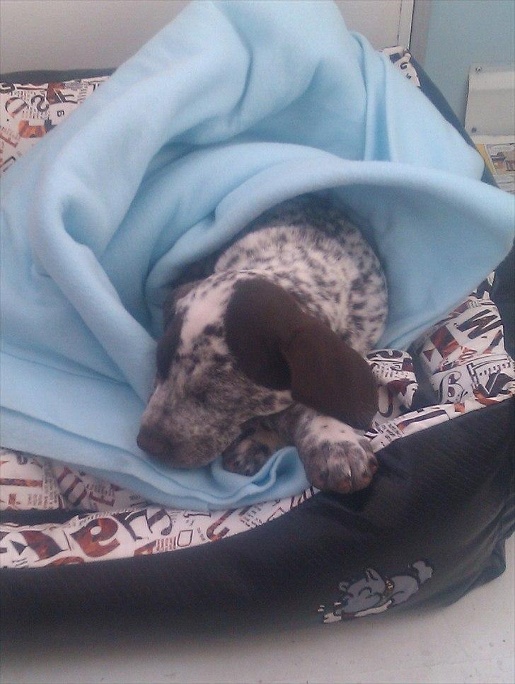 Blanding af racer Sonja  billede 4