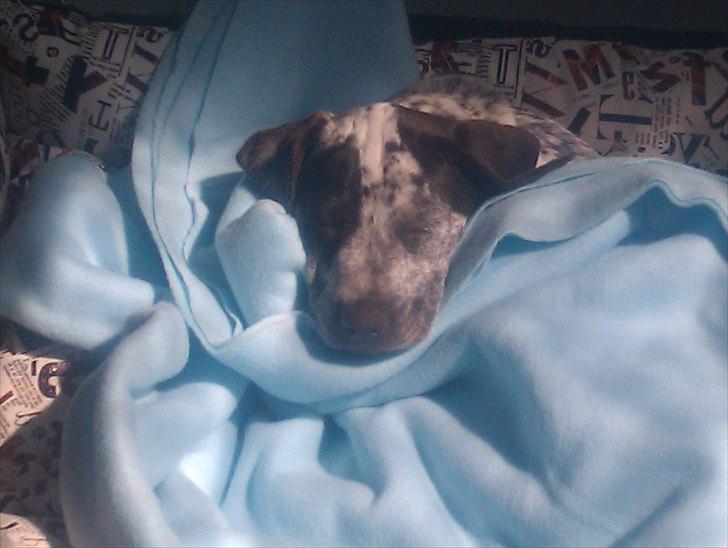 Blanding af racer Sonja  billede 5