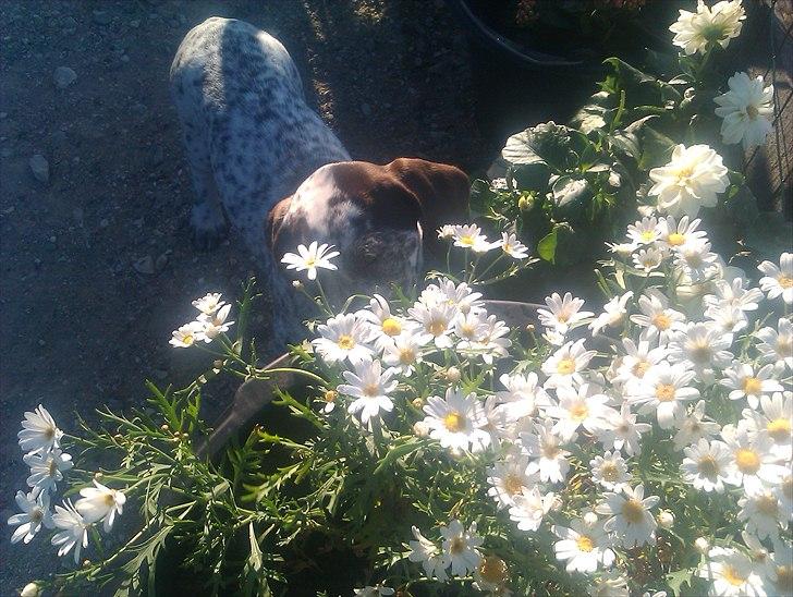 Blanding af racer Sonja  billede 6