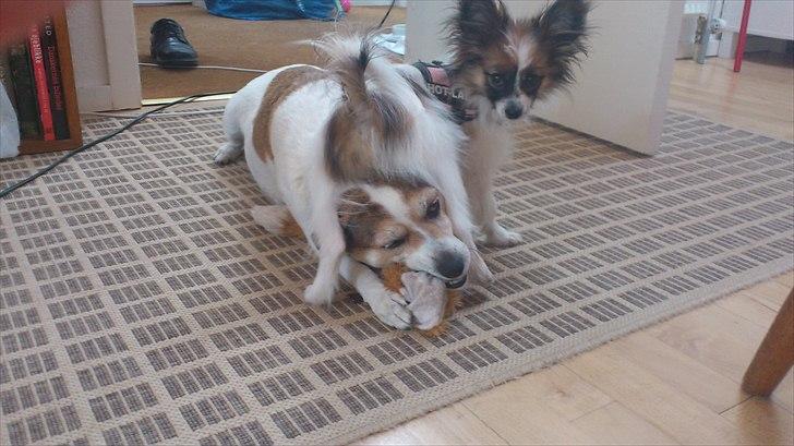 Papillon Mynte - Jeg ved ikke lige hvad Mynte har gang i :D billede 5