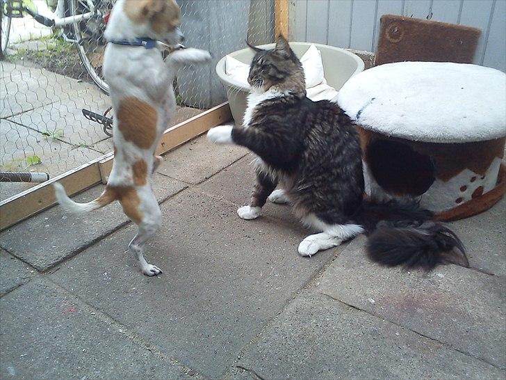 Chihuahua Kosmo billede 3