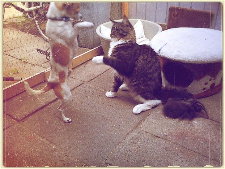 Chihuahua Kosmo billede 4