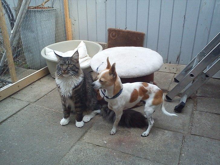 Chihuahua Kosmo billede 2