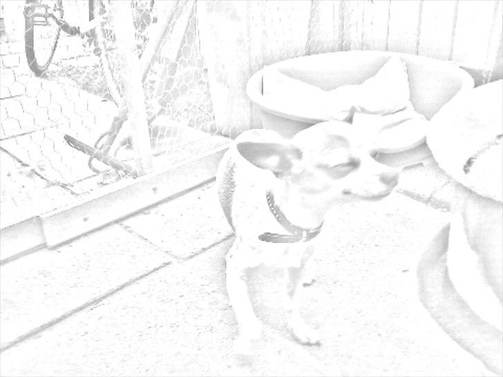 Chihuahua Kosmo billede 1