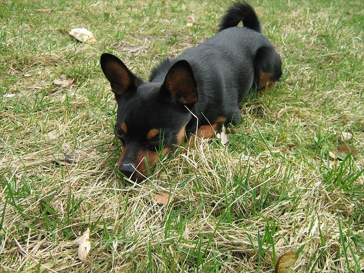 Blanding af racer Victor Zumbusch billede 15