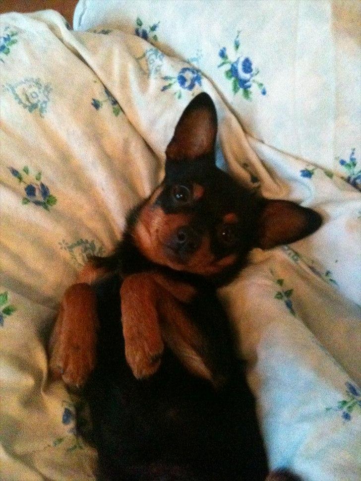 Blanding af racer Victor Zumbusch billede 16