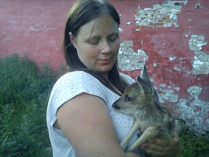 Fransk bulldog Van Disel billede 16