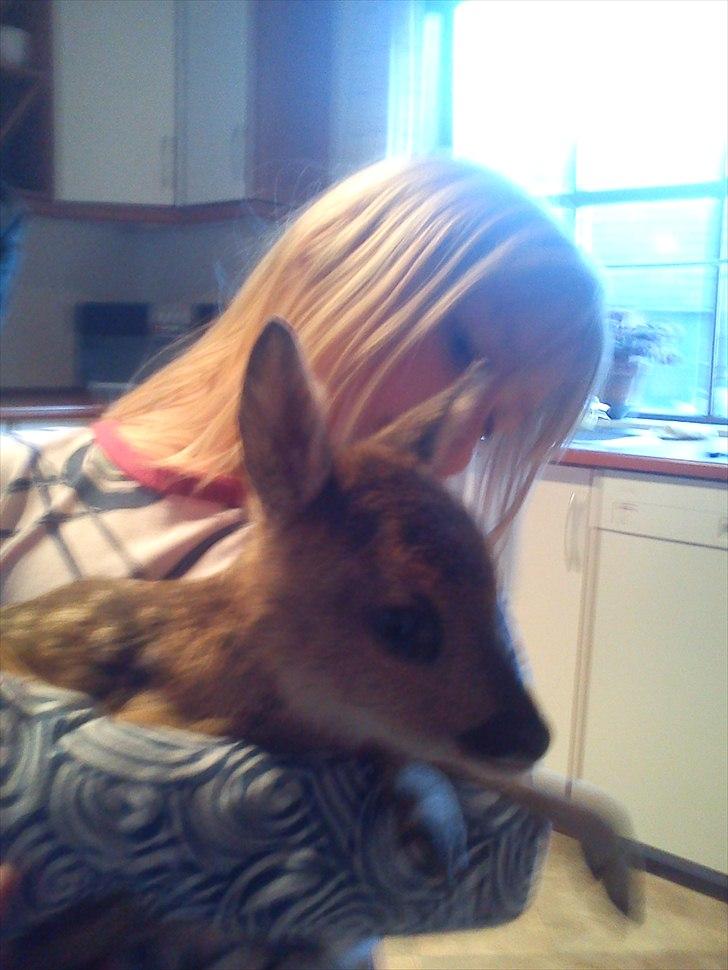 Fransk bulldog Van Disel billede 17