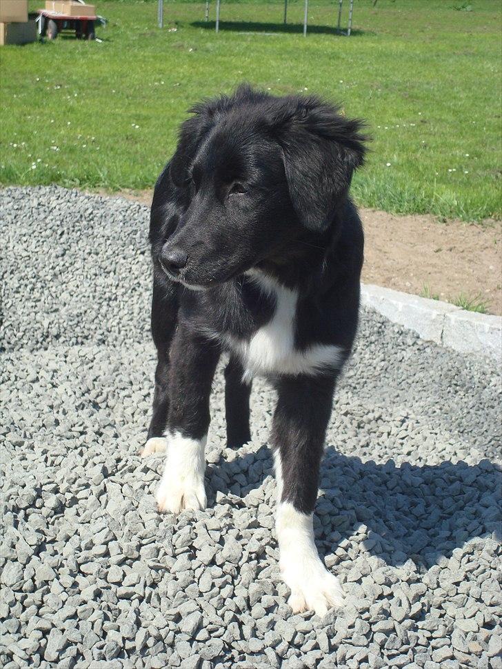 Blanding af racer Mille  - En dejlig pige :-) 
 billede 1