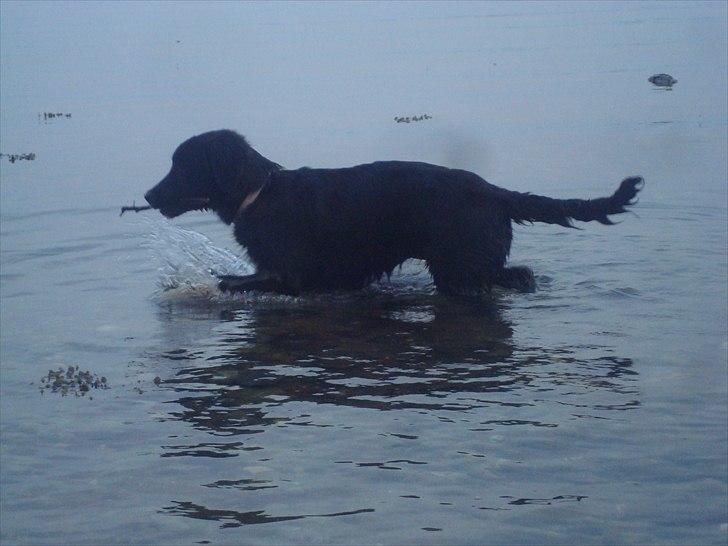 Blanding af racer Mille  - Første gang i vandet billede 2