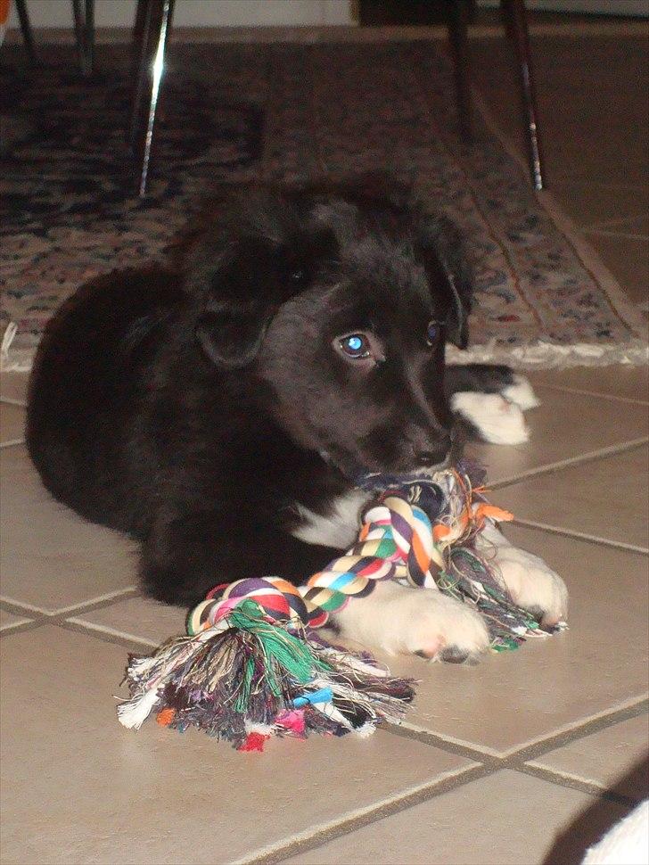 Blanding af racer Mille  - Da hun lige var kommet ! billede 3