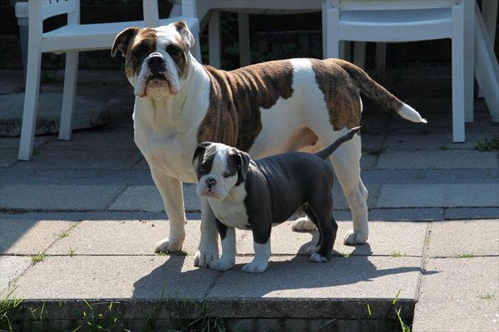 Olde english bulldogge Magnum von Frankenstein billede 15