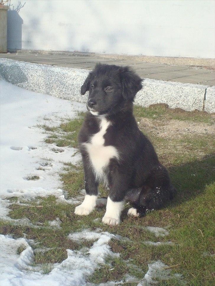 Blanding af racer Mille  - Holder lige øje med det hele  billede 4