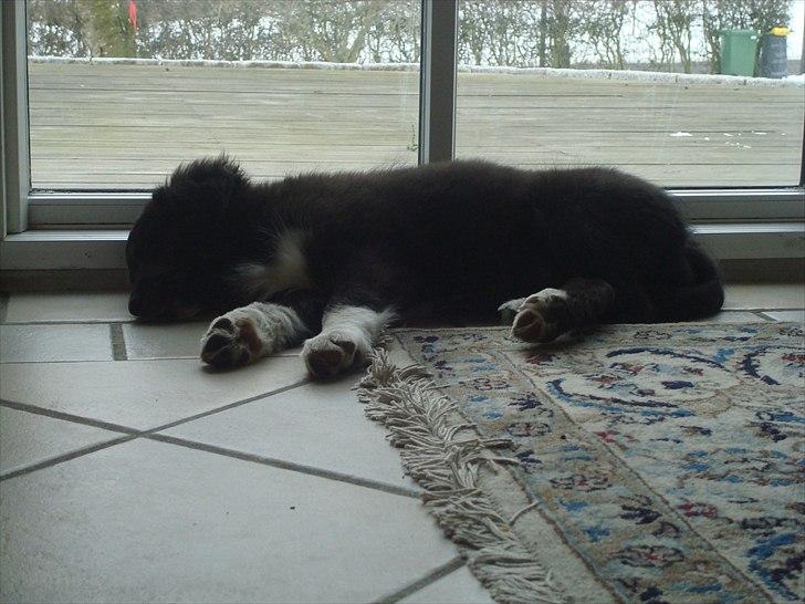 Blanding af racer Mille  - En træt dame :-) billede 5