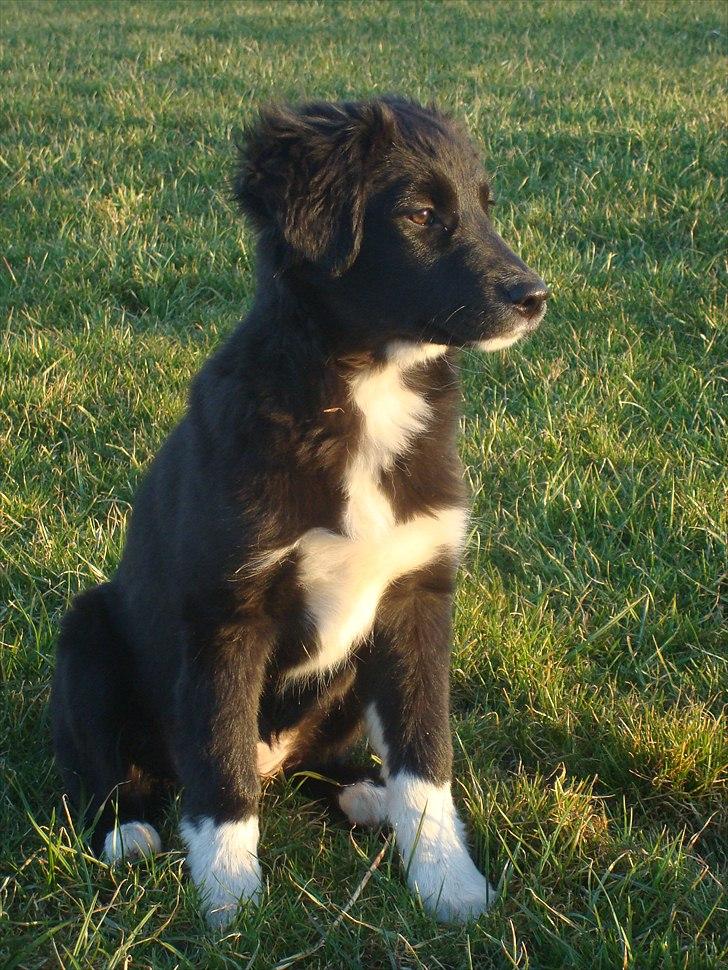 Blanding af racer Mille  - Nyder aften solen :-) billede 6