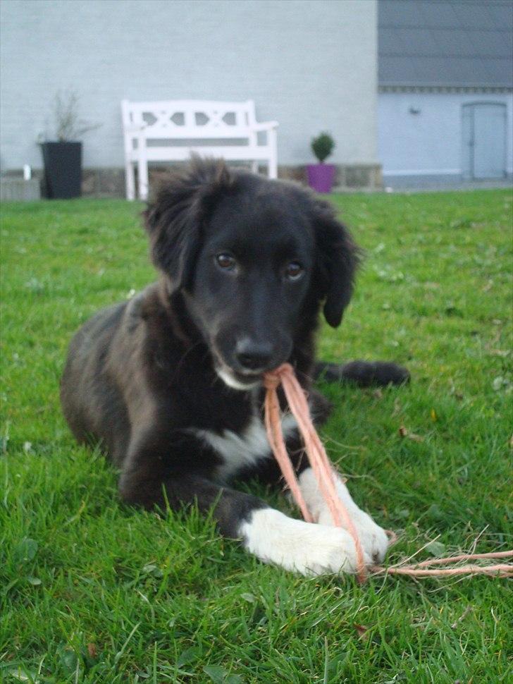 Blanding af racer Mille  - Så leg dog med ;-) billede 7