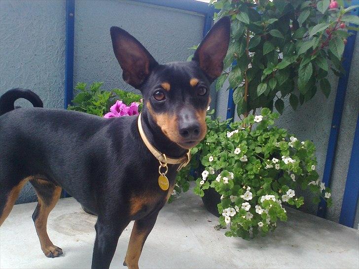 Dvaergpinscher rødkildes chanel billede 13