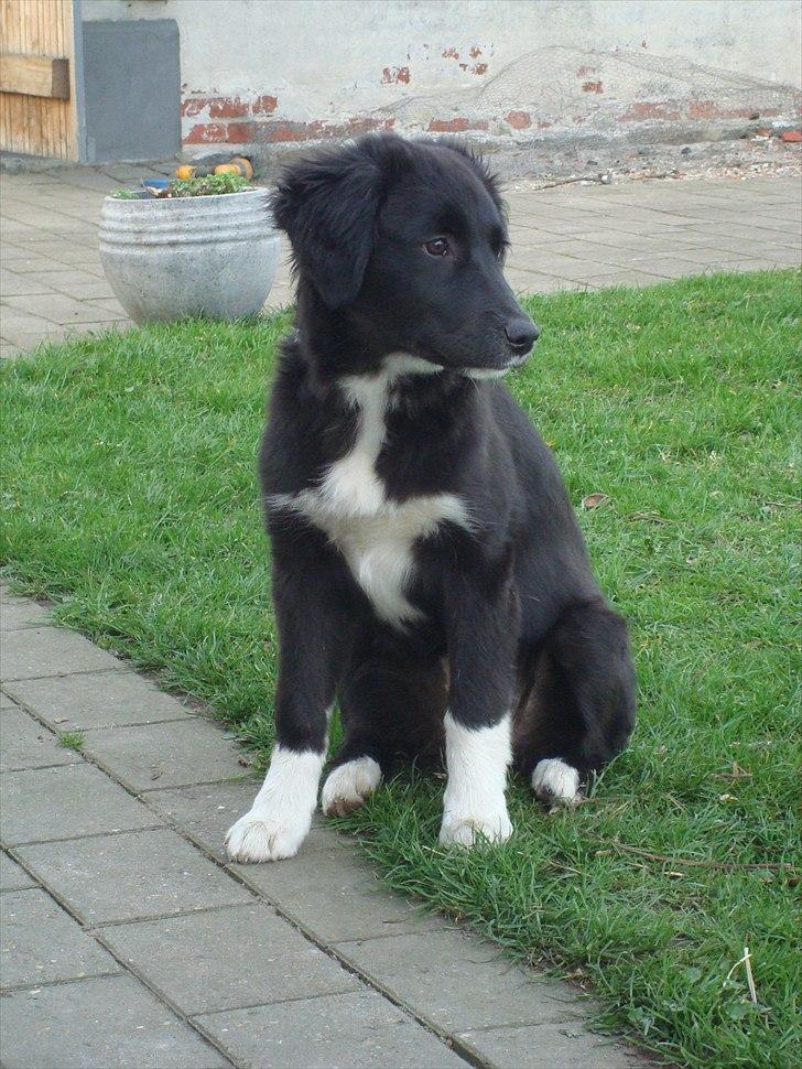 Blanding af racer Mille  billede 8