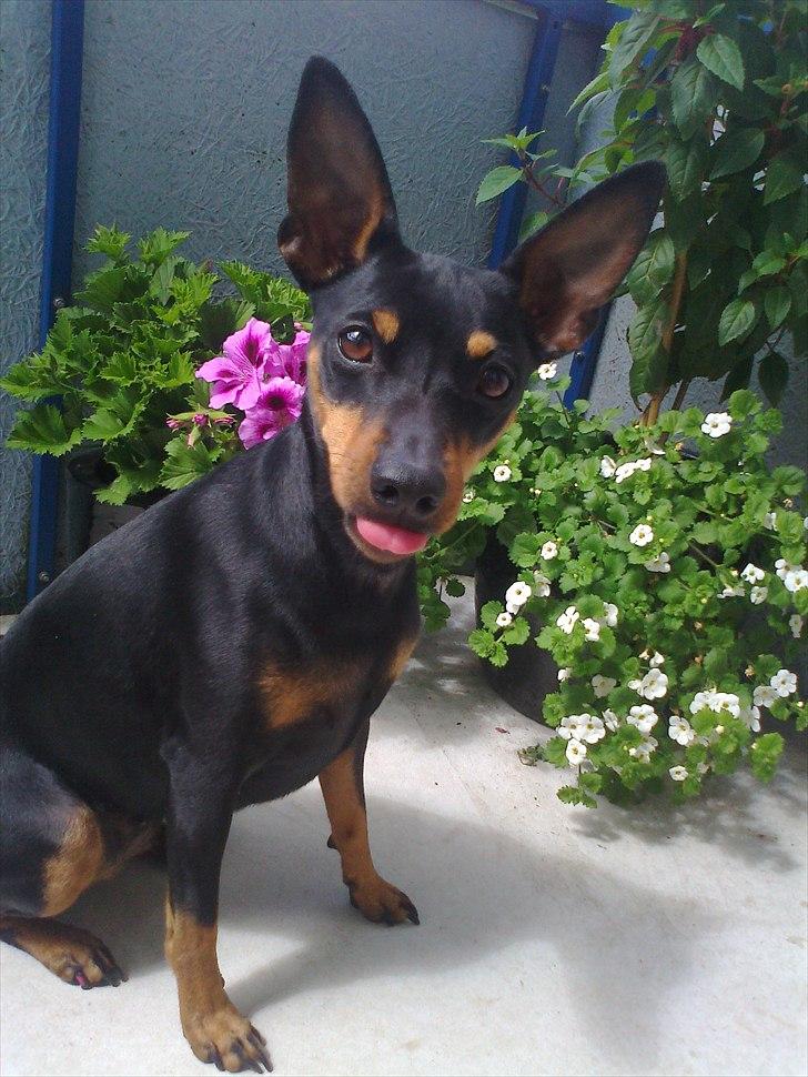 Dvaergpinscher rødkildes chanel billede 14