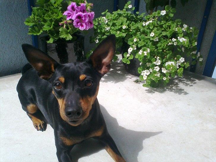 Dvaergpinscher rødkildes chanel billede 15