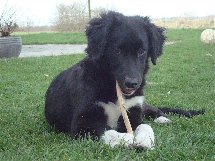 Blanding af racer Mille  billede 9