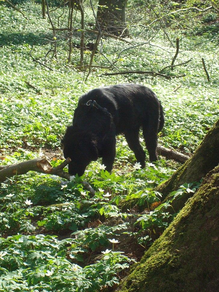 Blanding af racer Mille  billede 10