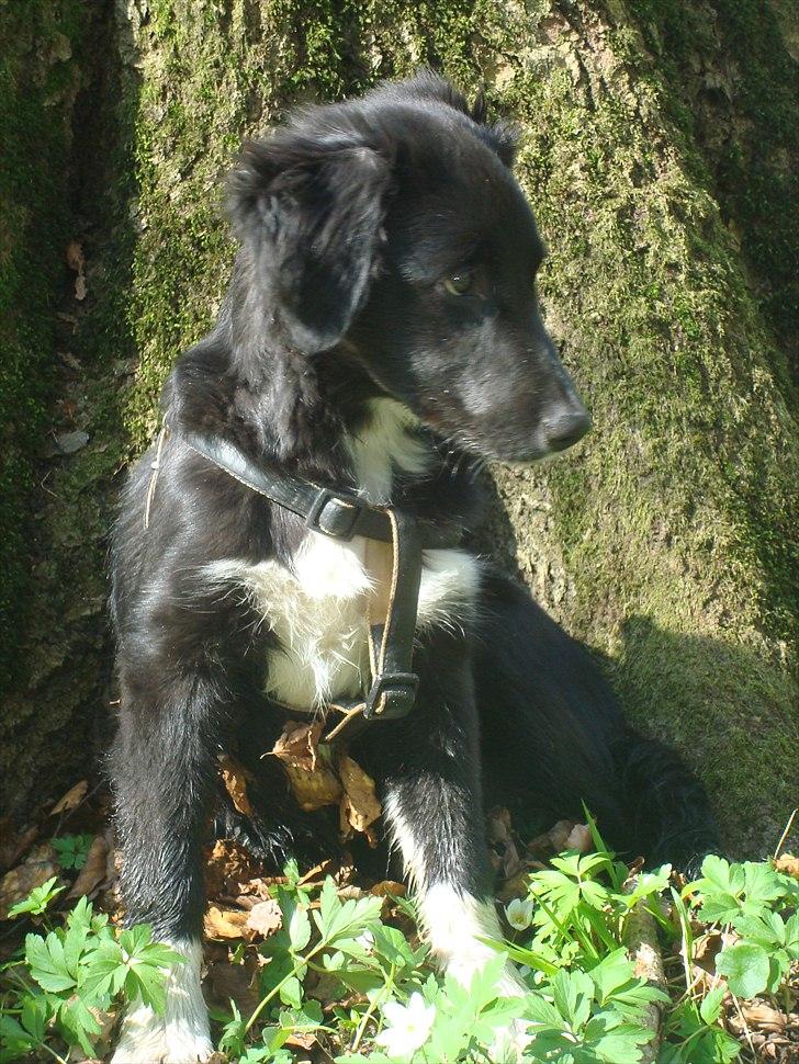 Blanding af racer Mille  billede 11